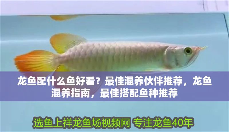 龍魚配什么魚好看？最佳混養伙伴推薦，龍魚混養指南，最佳搭配魚種推薦