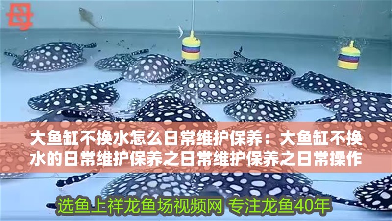 什么魚能和龍魚、虎魚混養(龍魚能和虎魚混養嗎) 大魚缸不換水怎么日常維護保養:大魚缸不換水的日常維護保養之日常維護保養之日常操作 魚缸百科 大魚缸不換水怎么日常維護保養:大魚缸不換水的日常維護保養之日常維護保養之日常操作 大魚缸不換水怎么日常維護保養:大魚缸不換水的日常維護保養之日常維護保養之日常操作 魚缸百科