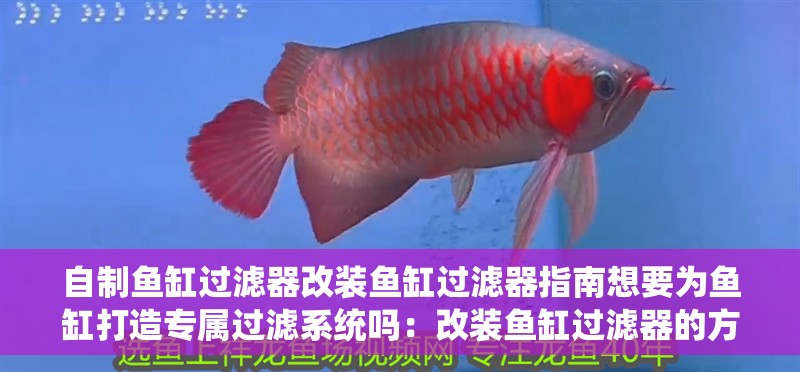 自制魚缸過濾器改裝魚缸過濾器指南想要為魚缸打造專屬過濾系統嗎：改裝魚缸過濾器的方式多種多樣，關鍵是要根據自己的需求