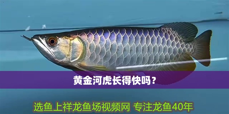 黃金河虎長得快嗎？