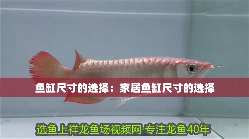 魚缸尺寸的選擇：家居魚缸尺寸的選擇