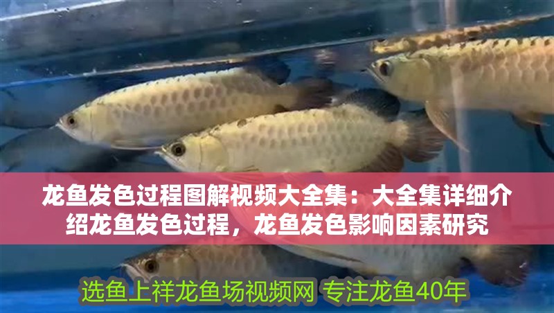 龍魚發(fā)色過程圖解視頻大全集：大全集詳細介紹龍魚發(fā)色過程，龍魚發(fā)色影響因素研究