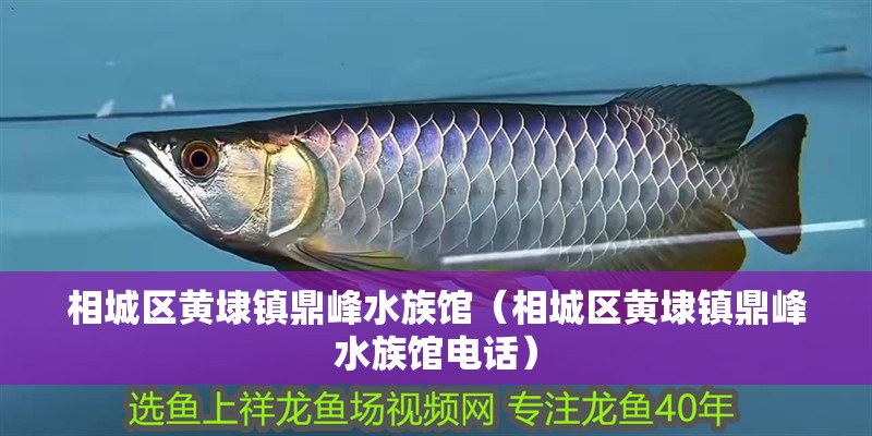 相城區黃埭鎮鼎峰水族館（相城區黃埭鎮鼎峰水族館電話）