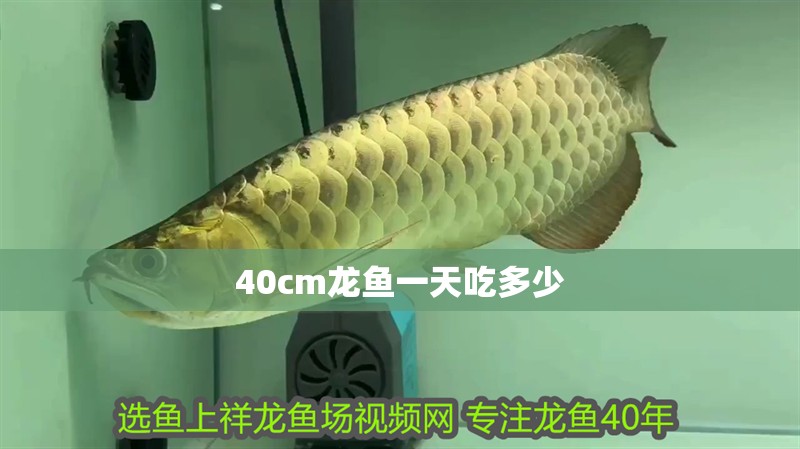 40cm龍魚一天吃多少