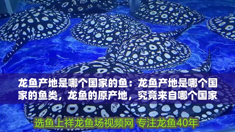 龍魚產地是哪個國家的魚：龍魚產地是哪個國家的魚類，龍魚的原產地，究竟來自哪個國家