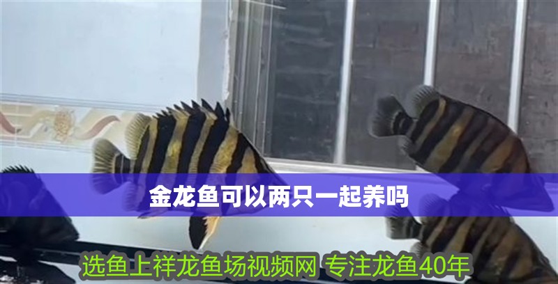 金龍魚可以兩只一起養(yǎng)嗎 金龍魚可以兩只一起養(yǎng)嗎 龍魚百科