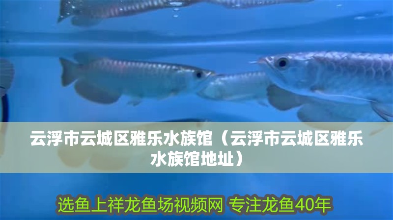 云浮市云城區雅樂水族館（云浮市云城區雅樂水族館地址）