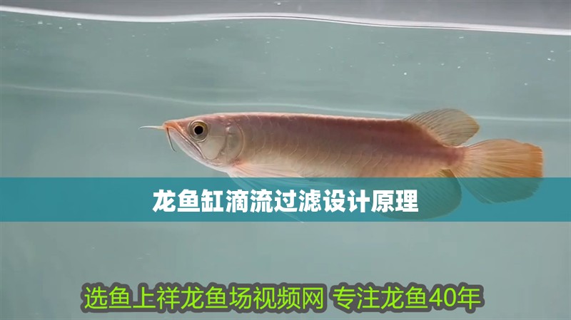 龍魚缸滴流過濾設計原理 龍魚缸滴流過濾設計原理 龍魚百科