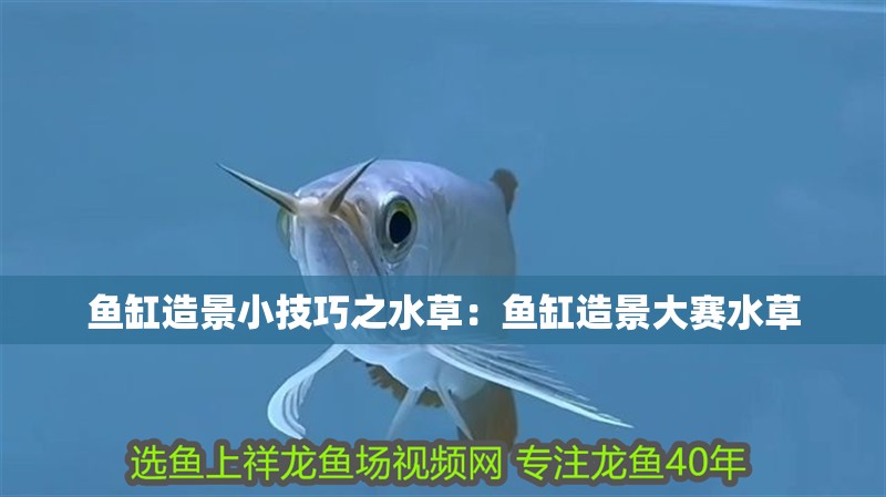 魚缸造景小技巧之水草：魚缸造景大賽水草 魚缸造景小技巧之水草：魚缸造景大賽水草 魚缸百科