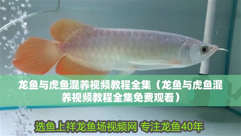 龍魚與虎魚混養(yǎng)視頻教程全集（龍魚與虎魚混養(yǎng)視頻教程全集免費觀看）