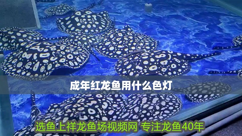 成年紅龍魚用什么色燈 成年紅龍魚用什么色燈 龍魚百科