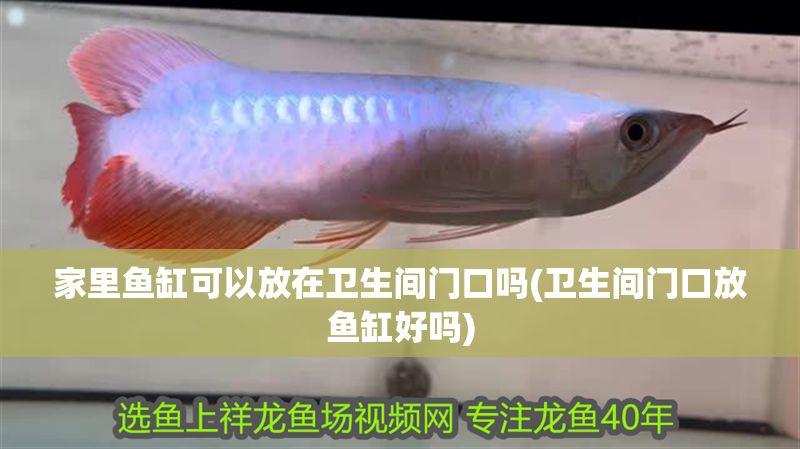 家里魚缸可以放在衛生間門口嗎(衛生間門口放魚缸好嗎) 錦鯉魚百科 第1張 家里魚缸可以放在衛生間門口嗎(衛生間門口放魚缸好嗎) 家里魚缸可以放在衛生間門口嗎(衛生間門口放魚缸好嗎) 錦鯉魚百科 第1張