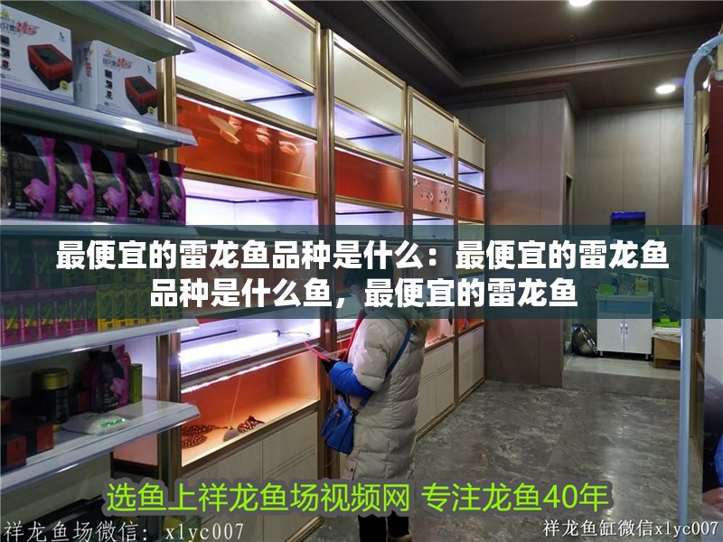 最便宜的雷龍魚品種是什么：最便宜的雷龍魚品種是什么魚，最便宜的雷龍魚