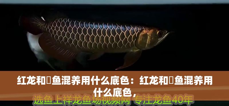 紅龍和魟魚混養用什么底色：紅龍和魟魚混養用什么底色，