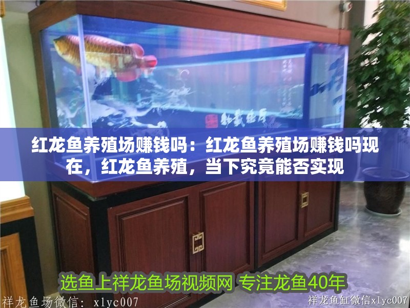 紅龍魚養殖場賺錢嗎：紅龍魚養殖場賺錢嗎現在，紅龍魚養殖，當下究竟能否實現