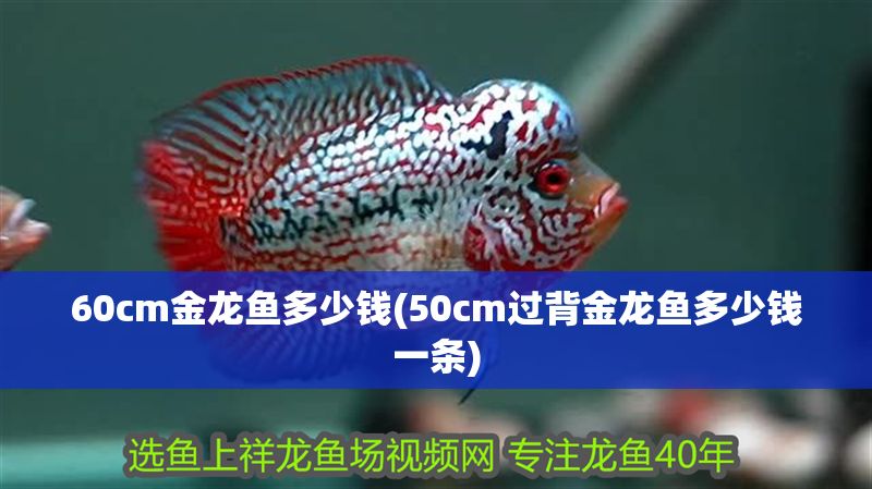 60cm金龍魚多少錢(50cm過背金龍魚多少錢一條) 60cm金龍魚多少錢(50cm過背金龍魚多少錢一條) 金龍魚百科 第1張