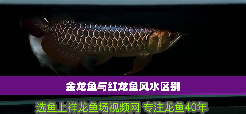 金龍魚與紅龍魚風(fēng)水區(qū)別 金龍魚與紅龍魚風(fēng)水區(qū)別 龍魚百科