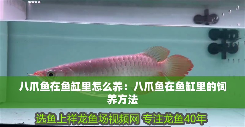 八爪魚在魚缸里怎么養：八爪魚在魚缸里的飼養方法