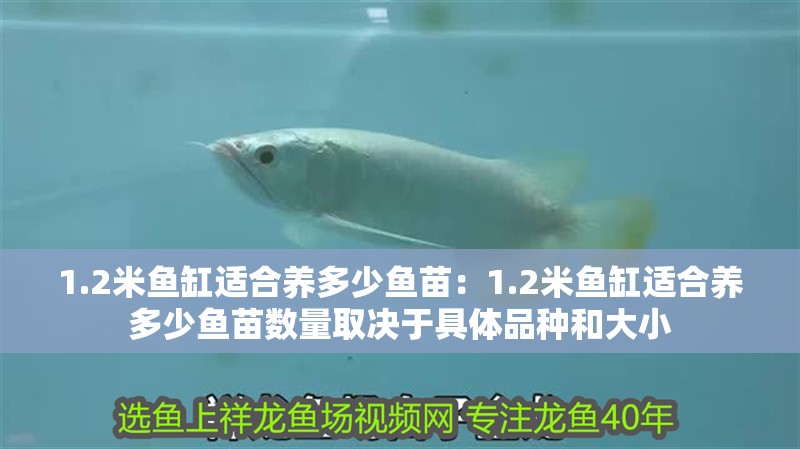 1.2米魚缸適合養多少魚苗：1.2米魚缸適合養多少魚苗數量取決于具體品種和大小