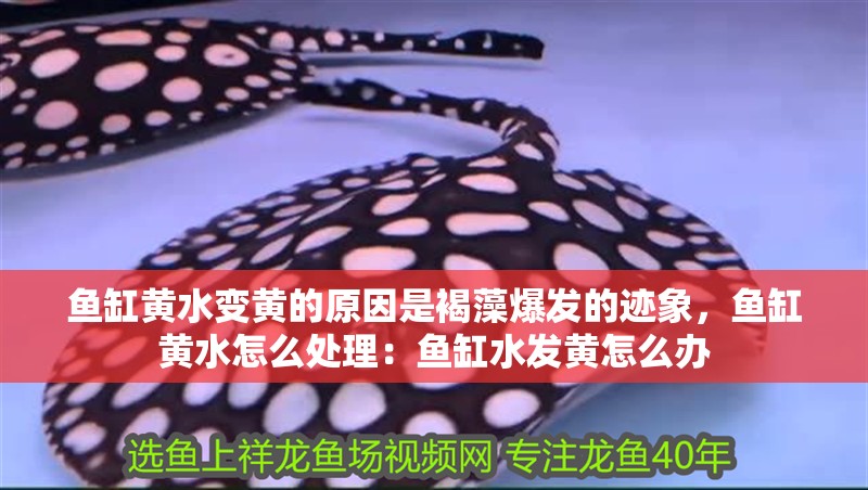魚缸黃水變黃的原因是褐藻爆發的跡象，魚缸黃水怎么處理：魚缸水發黃怎么辦