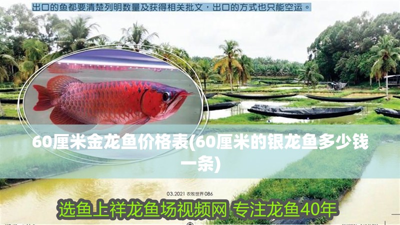 60厘米金龍魚價格表(60厘米的銀龍魚多少錢一條)