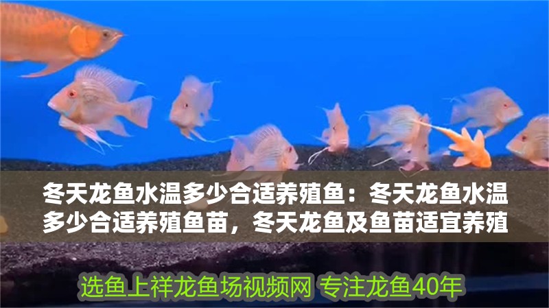 冬天龍魚水溫多少合適養殖魚：冬天龍魚水溫多少合適養殖魚苗，冬天龍魚及魚苗適宜養殖