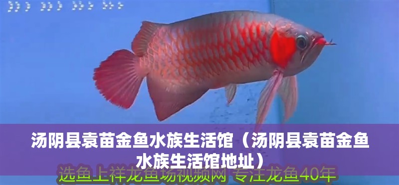 湯陰縣袁苗金魚水族生活館（湯陰縣袁苗金魚水族生活館地址）