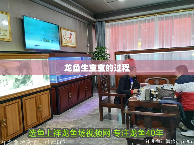 龍魚生寶寶的過程