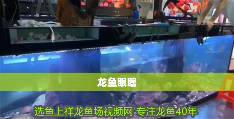 龍魚眼瞎