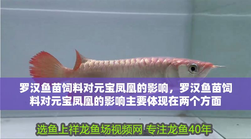 羅漢魚苗飼料對元寶鳳凰的影響，羅漢魚苗飼料對元寶鳳凰的影響主要體現在兩個方面 羅漢魚苗飼料對元寶鳳凰的影響，羅漢魚苗飼料對元寶鳳凰的影響主要體現在兩個方面 元寶鳳凰魚百科 第2張