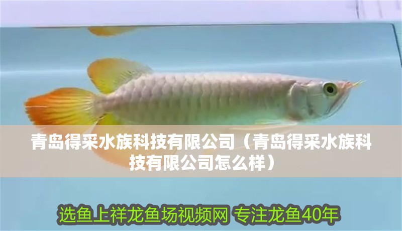 青島得采水族科技有限公司（青島得采水族科技有限公司怎么樣） 青島得采水族科技有限公司（青島得采水族科技有限公司怎么樣） 全國水族館企業(yè)名錄 第2張