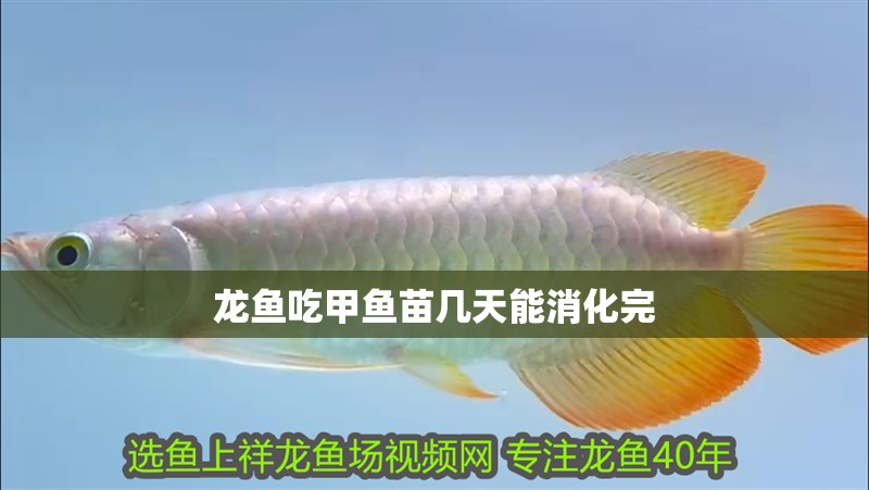 龍魚吃甲魚苗幾天能消化完