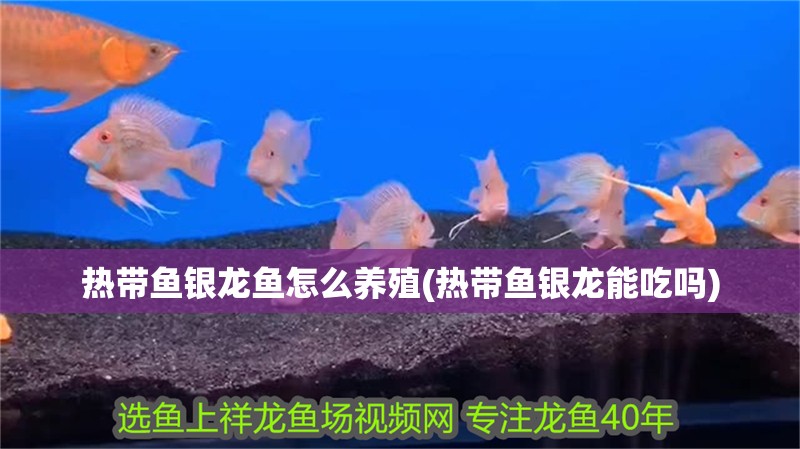 熱帶魚銀龍魚怎么養(yǎng)殖(熱帶魚銀龍能吃嗎) 熱帶魚銀龍魚怎么養(yǎng)殖(熱帶魚銀龍能吃嗎) 銀龍魚百科