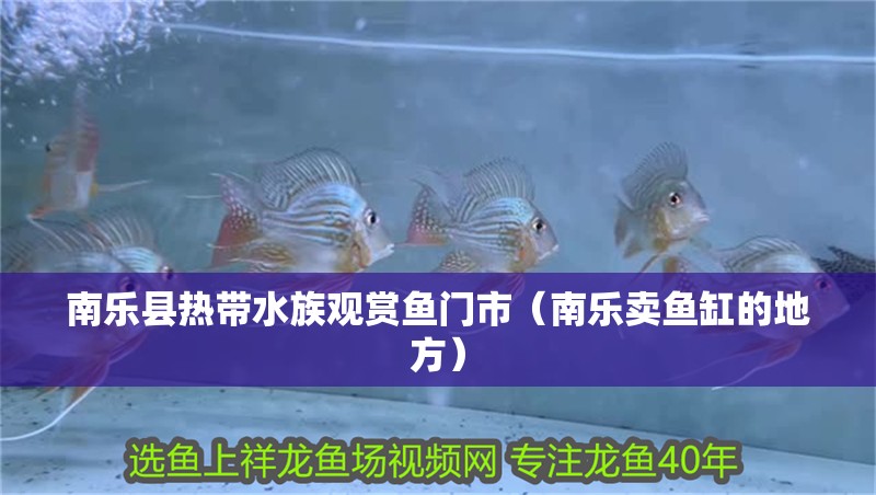 南樂縣熱帶水族觀賞魚門市（南樂賣魚缸的地方）