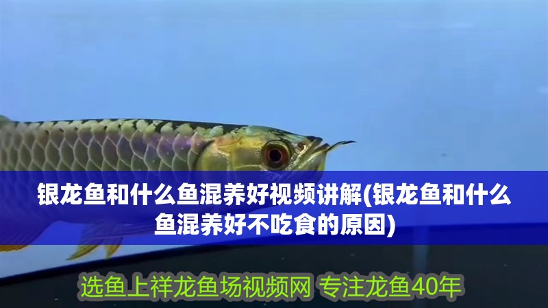 銀龍魚和什么魚混養好視頻講解(銀龍魚和什么魚混養好不吃食的原因) 銀龍魚和什么魚混養好視頻講解(銀龍魚和什么魚混養好不吃食的原因) 銀龍魚百科