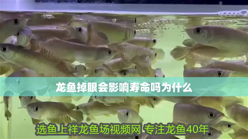 龍魚掉眼會影響壽命嗎為什么 龍魚掉眼會影響壽命嗎為什么 龍魚百科 第2張