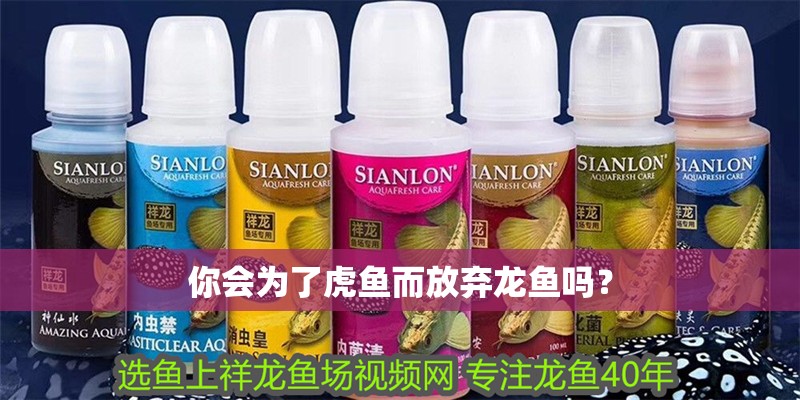 你會為了虎魚而放棄龍魚嗎？