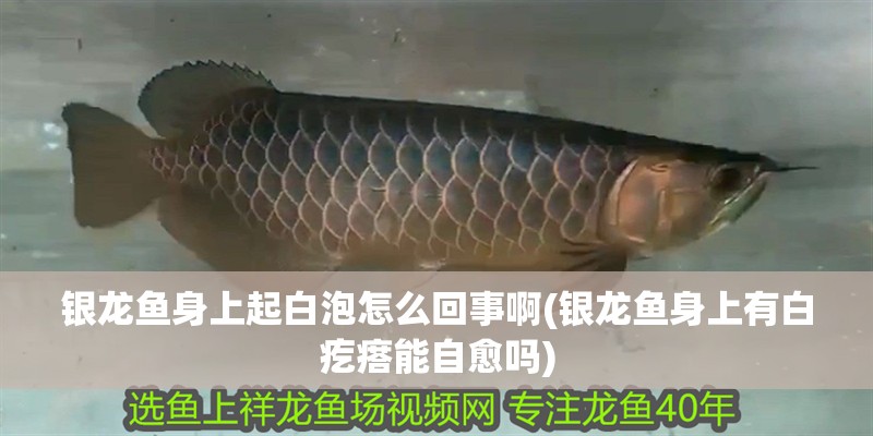 銀龍魚身上起白泡怎么回事啊(銀龍魚身上有白疙瘩能自愈嗎)
