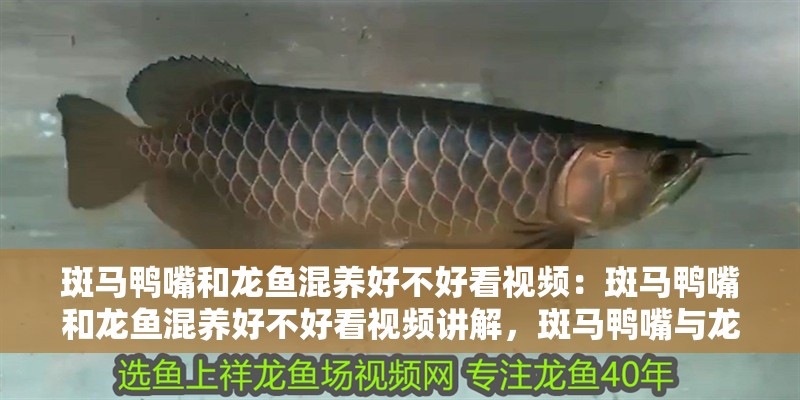 斑馬鴨嘴和龍魚混養(yǎng)好不好看視頻：斑馬鴨嘴和龍魚混養(yǎng)好不好看視頻講解，斑馬鴨嘴與龍魚混養(yǎng)效果