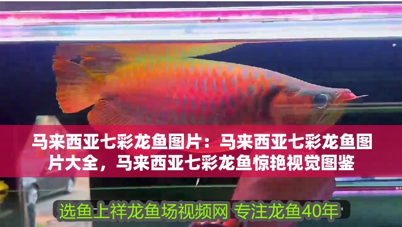 馬來西亞七彩龍魚圖片：馬來西亞七彩龍魚圖片大全，馬來西亞七彩龍魚驚艷視覺圖鑒 馬來西亞七彩龍魚圖片：馬來西亞七彩龍魚圖片大全，馬來西亞七彩龍魚驚艷視覺圖鑒 水族問答