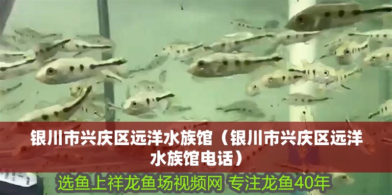 銀川市興慶區遠洋水族館（銀川市興慶區遠洋水族館電話）