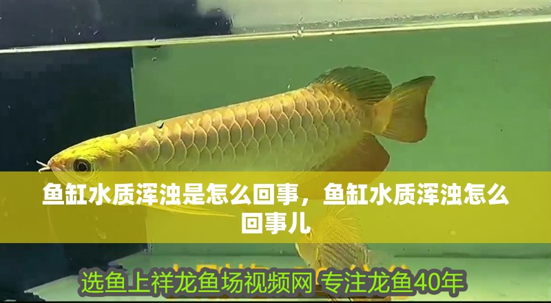 魚缸水質渾濁是怎么回事，魚缸水質渾濁怎么回事兒 魚缸水質渾濁是怎么回事，魚缸水質渾濁怎么回事兒 虎魚百科