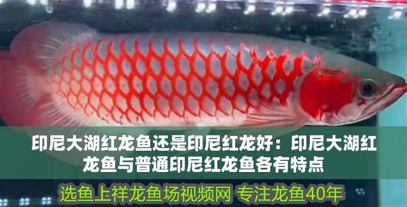 印尼大湖紅龍魚還是印尼紅龍好：印尼大湖紅龍魚與普通印尼紅龍魚各有特點