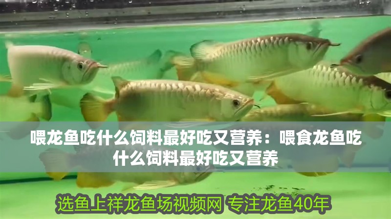 喂龍魚吃什么飼料最好吃又營養(yǎng)：喂食龍魚吃什么飼料最好吃又營養(yǎng)