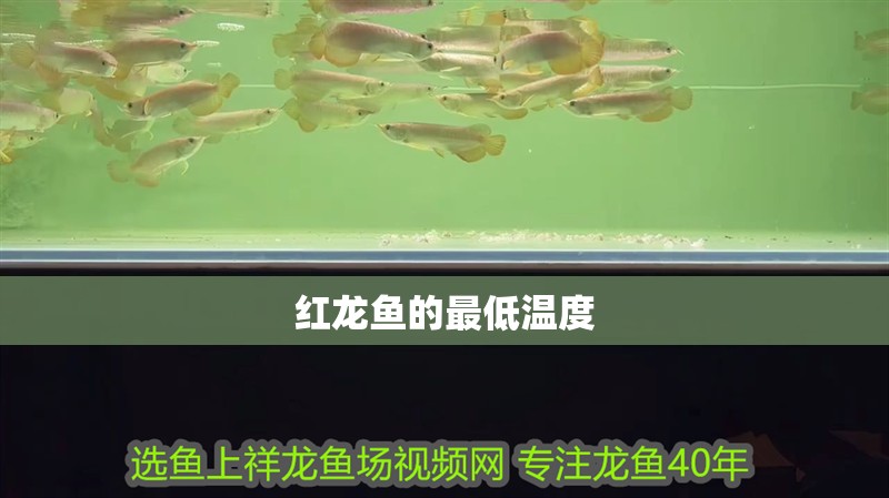 紅龍魚的最低溫度