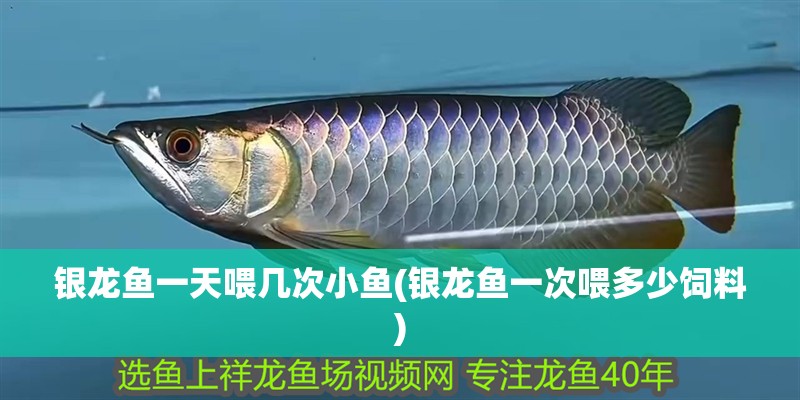 銀龍魚(yú)一天喂幾次小魚(yú)(銀龍魚(yú)一次喂多少飼料)