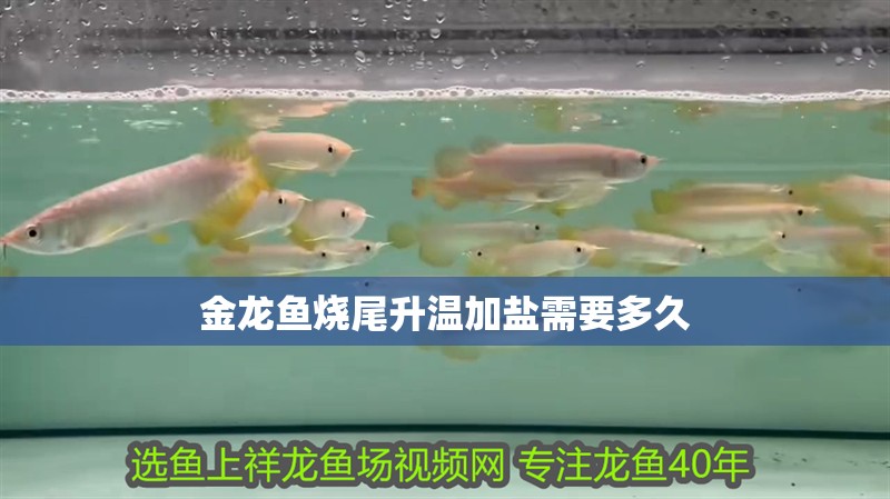 金龍魚燒尾升溫加鹽需要多久 金龍魚燒尾升溫加鹽需要多久 龍魚百科
