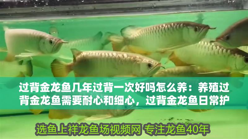 過背金龍魚幾年過背一次好嗎怎么養(yǎng)：養(yǎng)殖過背金龍魚需要耐心和細(xì)心，過背金龍魚日常護(hù)理方法