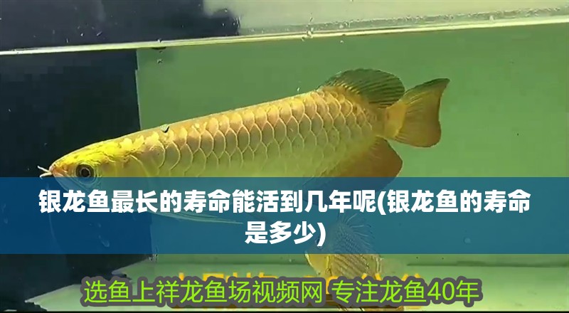 銀龍魚最長的壽命能活到幾年呢(銀龍魚的壽命是多少)