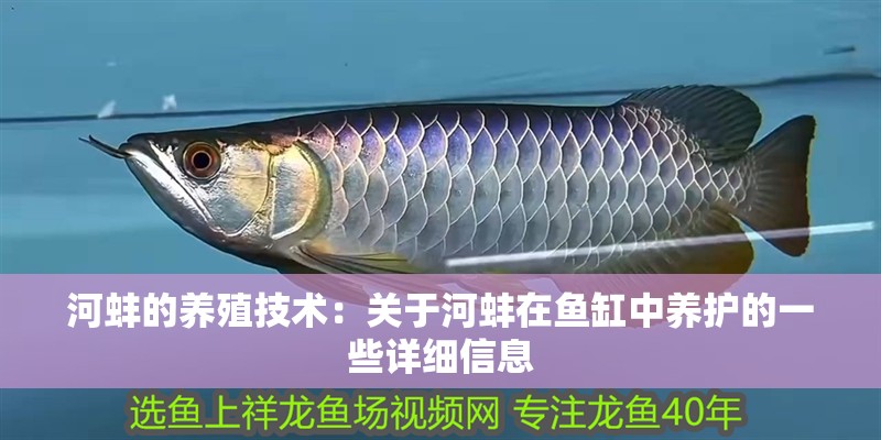 河蚌的養殖技術：關于河蚌在魚缸中養護的一些詳細信息